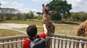 Visiting The Zoo 2017