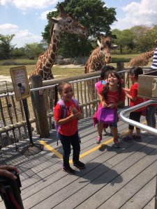 Visiting The Zoo 2017