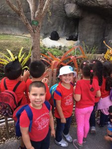 Visiting The Zoo 2017