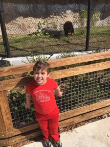 Visiting The Zoo 2017